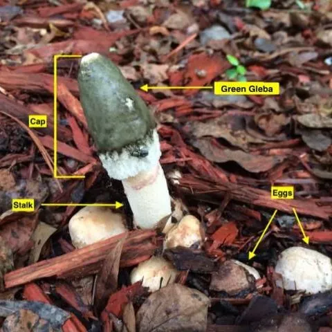 thumbnail for publication: Stinkhorn Mushrooms (Agaricomycetes: Phallales: Phallaceae)